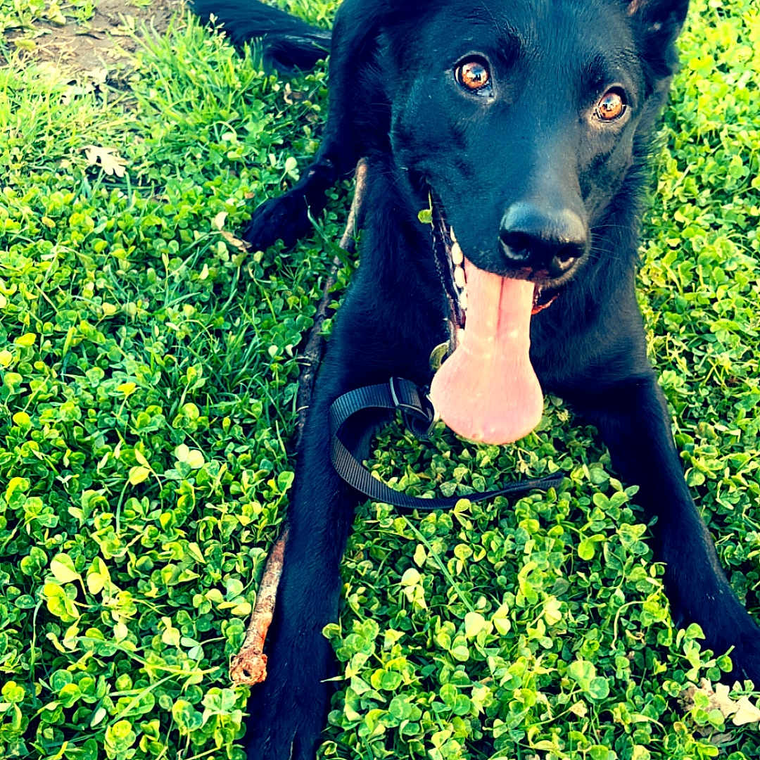 Nala