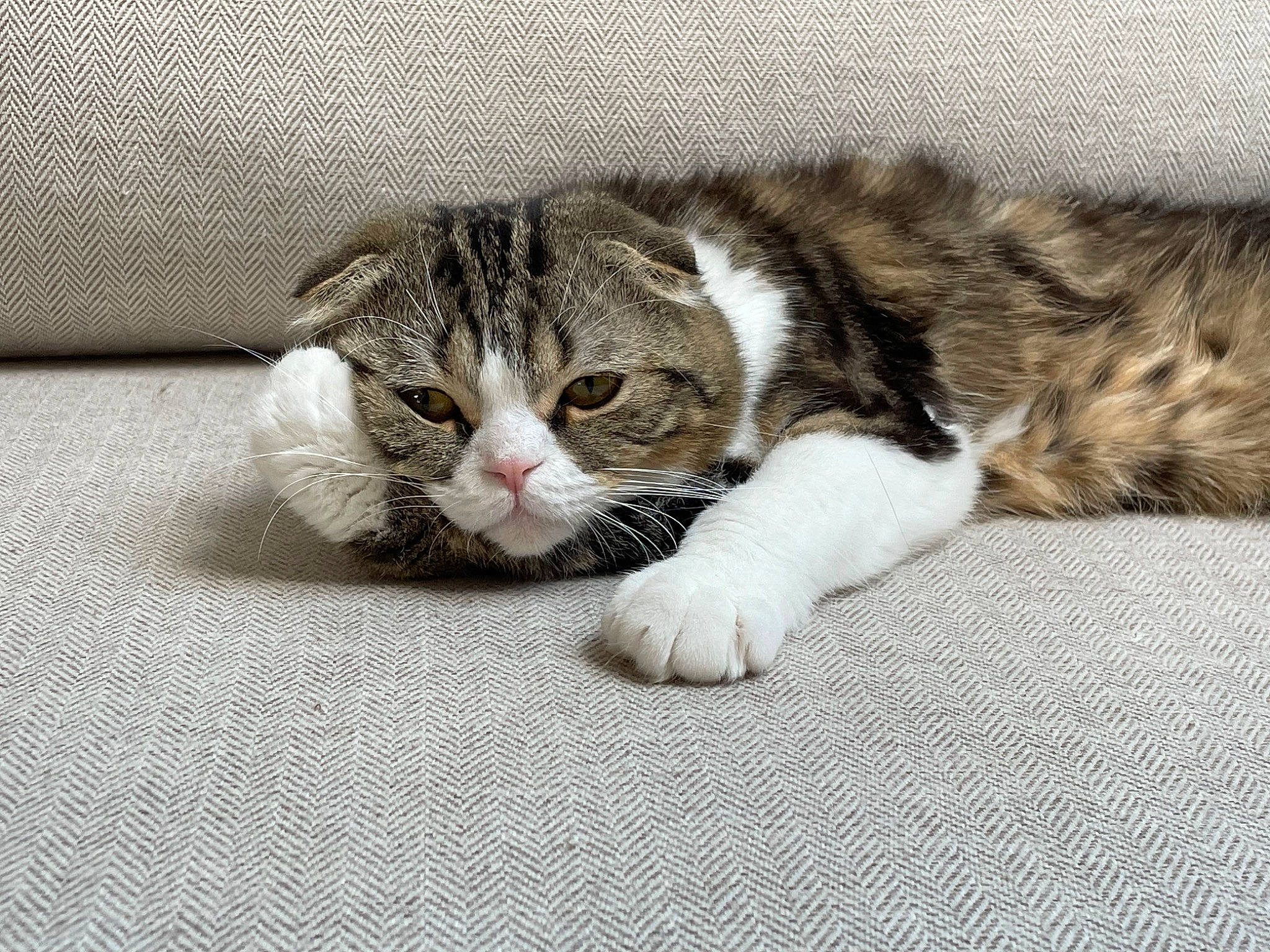 Seth a rejoint le concours — aidez-le/la à gagner de superbes lots ! carnivore, cat, claw, comfort, domestic_short_haired_cat, felidae, flooring, fur, paw, small_to_medium_sized_cats, snout, tail, terrestrial_animal, whiskers