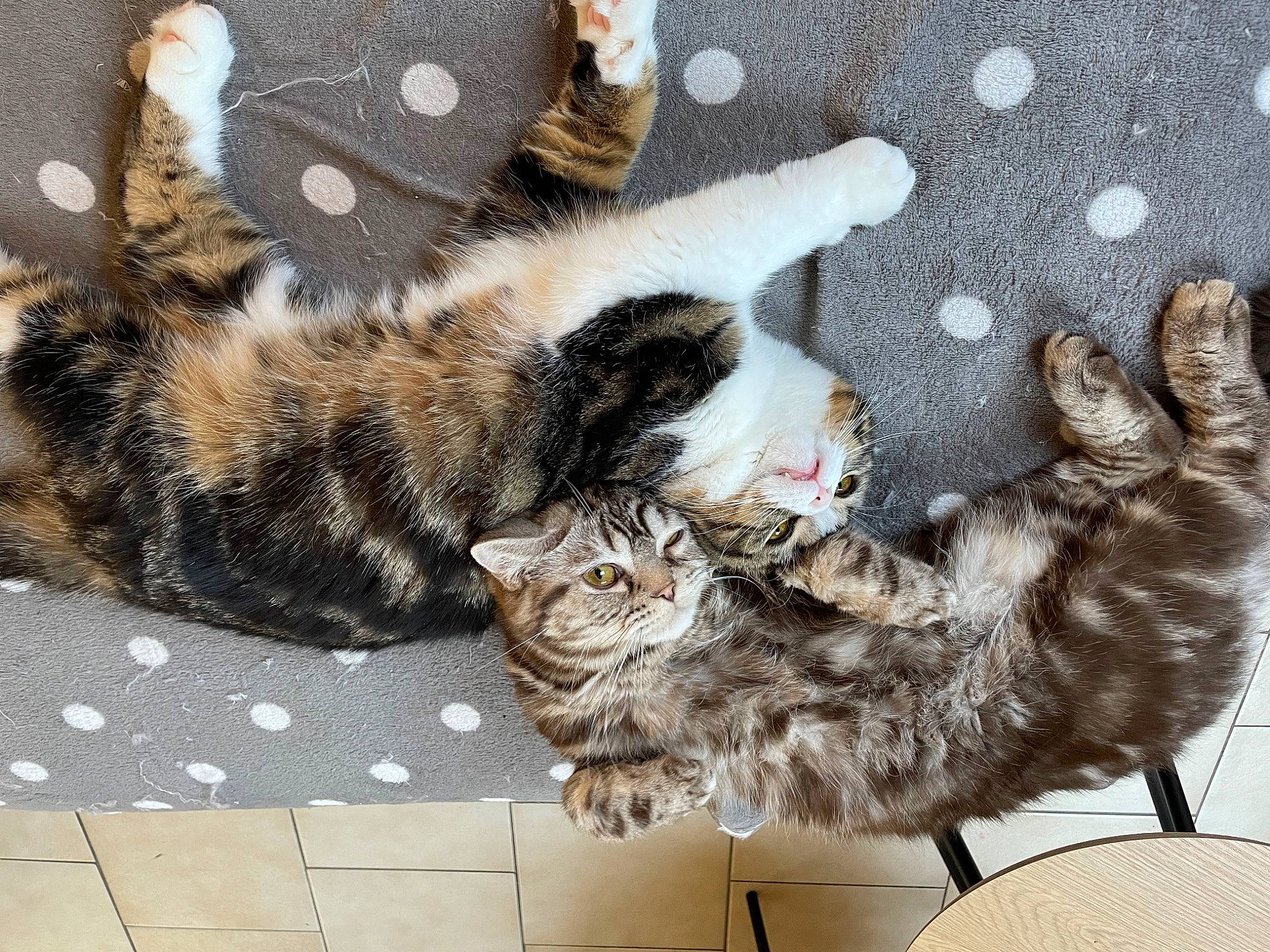 Seth participe au concours pour gagner de l'argent avec cette photo : brown, carnivore, cat, claw, comfort, domestic_short_haired_cat, fawn, felidae, fur, pattern, paw, small_to_medium_sized_cats, tail, terrestrial_animal, vehicle, whiskers