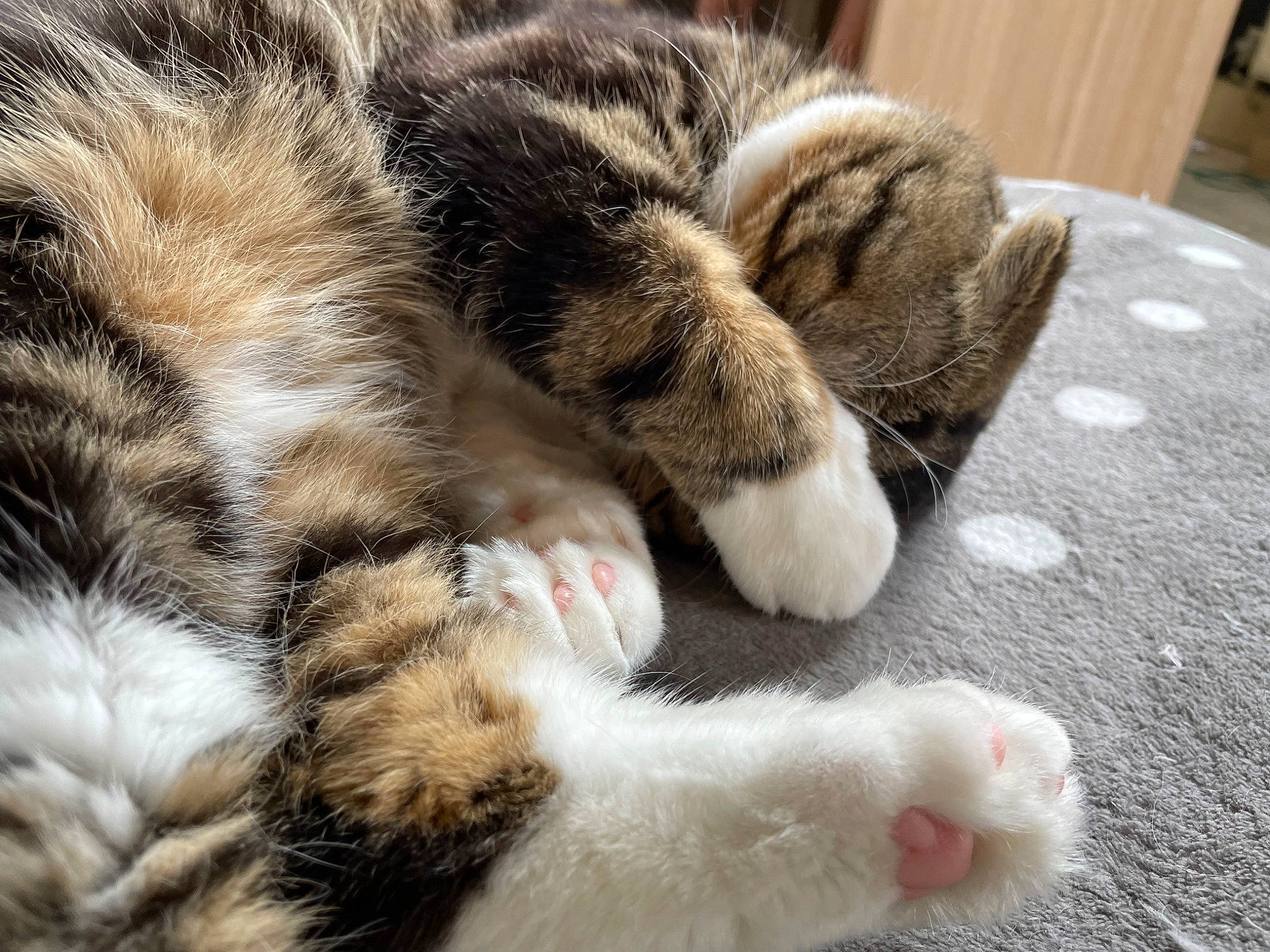 Seth a rejoint le concours — aidez-le/la à gagner de superbes lots ! carnivore, cat, claw, comfort, domestic_short_haired_cat, eye, fawn, felidae, fur, grass, nap, paw, sleep, small_to_medium_sized_cats, snout, tail, terrestrial_animal, whiskers, wildlife, wood