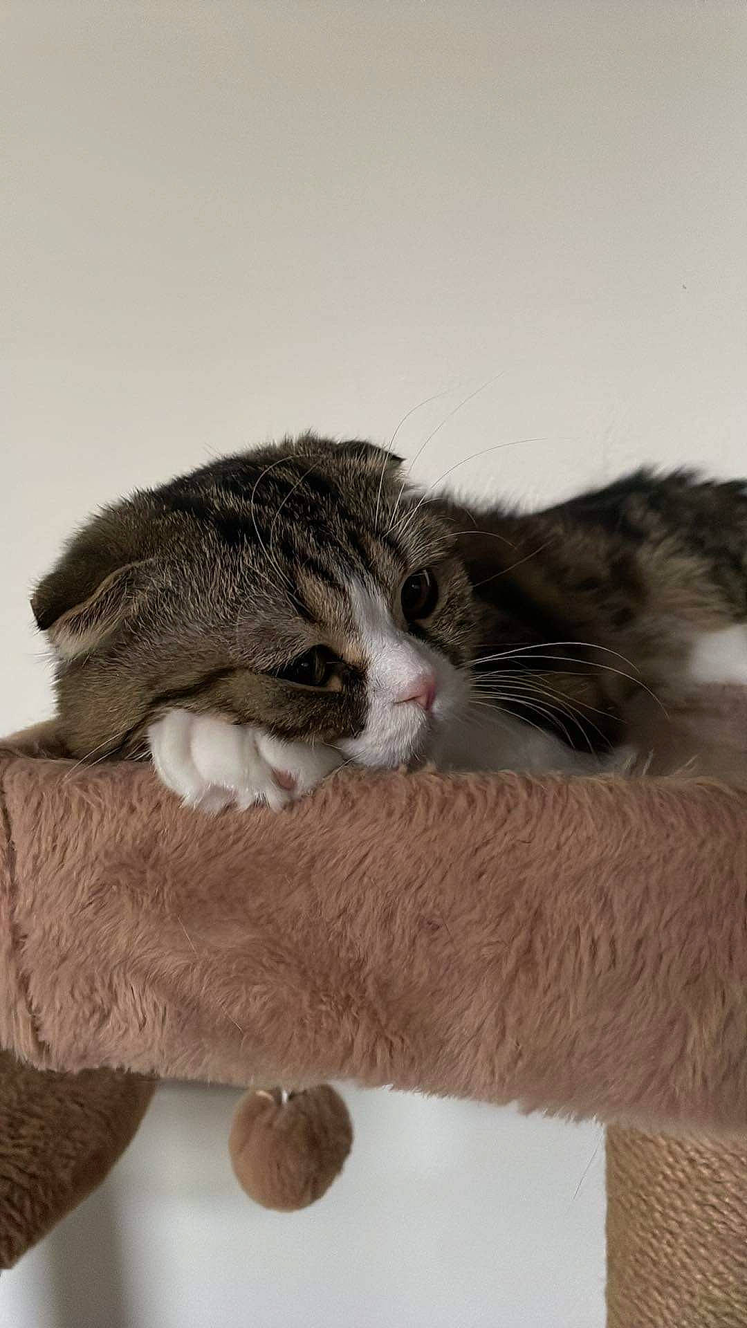 Seth participe au concours pour gagner de l'argent avec cette photo : ball, carnivore, cat, claw, comfort, domestic_short_haired_cat, eye, felidae, fur, gesture, hand, hug, nap, paw, small_to_medium_sized_cats, snout, tail, whiskers, wood