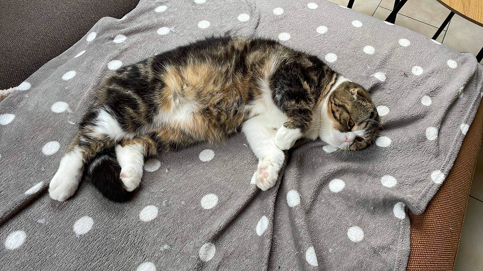 Seth a rejoint le concours — aidez-le/la à gagner de superbes lots ! carnivore, cat, comfort, domestic_short_haired_cat, felidae, fur, grey, linens, nap, pattern, paw, sleep, small_to_medium_sized_cats, snout, tail, terrestrial_animal, toy, whiskers