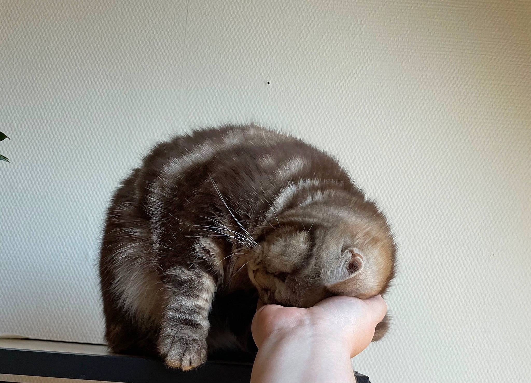 Shoco participe au concours pour gagner de l'argent avec cette photo : canidae, carnivore, cat, claw, comfort, dog_breed, domestic_short_haired_cat, ear, felidae, fur, gesture, liver, mustelidae, nap, paw, small_to_medium_sized_cats, sporting_group, tail, terrestrial_animal, whiskers