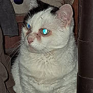 Maya a rejoint le concours — aidez-le/la à gagner de superbes lots ! cat, white_cat, black_markings, animal, pet, indoor, cluttered_background, glowing_eyes, flash, feline, fur, whiskers, ears, close_up, looking_away, domestic_cat, sitting, curious, shadow, dim_light