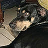 dog, black_dog, tan_markings, floor, tile_floor, person_leg, black_sock, black_shoe, wooden_furniture, yellow_cushion, indoor, pet, looking_back, curious, animal, domestic, resting, close_up, canine, companion