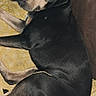 dog, black_dog, lying_down, blanket, indoor, pet, canine, resting, fur, looking_back, brown_eyes, ears, snout, floor, couch, cozy, cute, heart_emoji, smiling_emoji, domestic_animal
