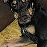 dog, black_dog, tan_markings, lying_down, yellow_quilt, indoor, close_up, pet, animal, canine, paw, ears, face, eyes, fur, snout, heart_sticker, text_overlay, cozy, portrait