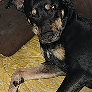 Rasta participe au concours pour gagner de l'argent avec cette photo : dog, black_dog, one_eye_closed, winking, couch, yellow_cushion, pixelated_heart, text_overlay, indoor, pet, canine, resting, paw, snout, ears, animal, cute, companion, relaxed, love