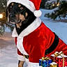dog, santa_costume, snow, toy_train, christmas_gifts, christmas_lights, pine_trees, winter, holiday, festive, outdoor, black_dog, red_costume, snowy_scene, decorations, seasonal, cute, pet, christmas, celebration