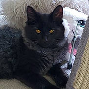 Jerry joined the competition — help win amazing prizes! cat, black_cat, fluffy, yellow_eyes, pet, indoor, carpet, scratching_post, stuffed_toy, relaxed, feline, animal, cute, domestic_cat, resting, close_up, whiskers, ears, paw, soft