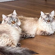 Nina And Nick joined the competition — help win amazing prizes! animal_pair, blue_eyes, cat, cats, companions, cute, domestic_animal, feline, fluffy, home, indoor, laying_down, long_hair, looking_at_camera, pets, relaxed, tail, two_animals, whiskers, wooden_floor