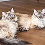 animal_pair, blue_eyes, cat, cats, companions, cute, domestic_animal, feline, fluffy, home, indoor, laying_down, long_hair, looking_at_camera, pets, relaxed, tail, two_animals, whiskers, wooden_floor