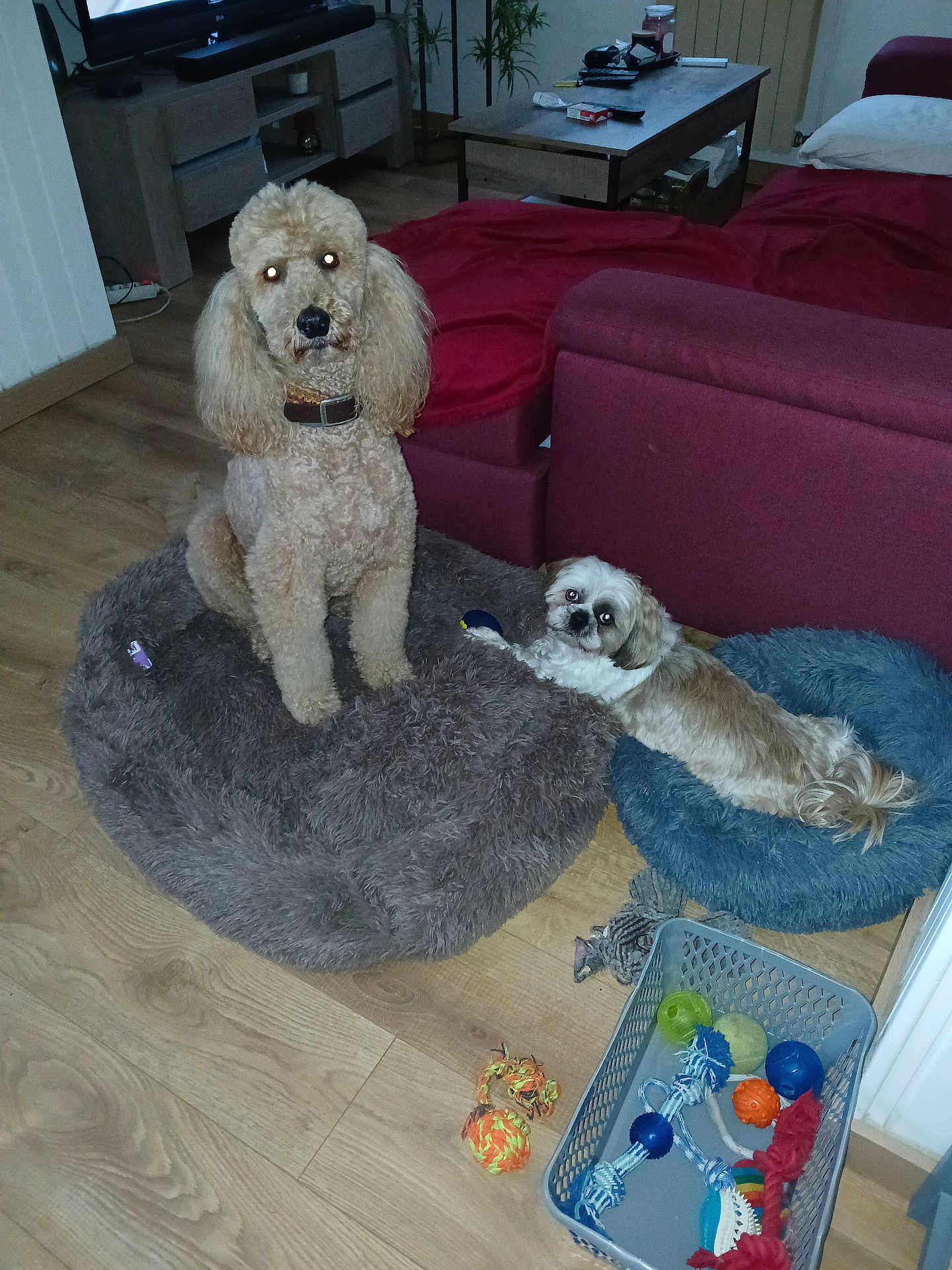 Mulan Et Mango a rejoint le concours — aidez-le/la à gagner de superbes lots ! dog, poodle, shih_tzu, pet_bed, toy_basket, dog_toys, living_room, wooden_floor, couch, blanket, home_interior, furniture, pet, animal, indoor, relaxed, companion, cute, domestic_animal, floor