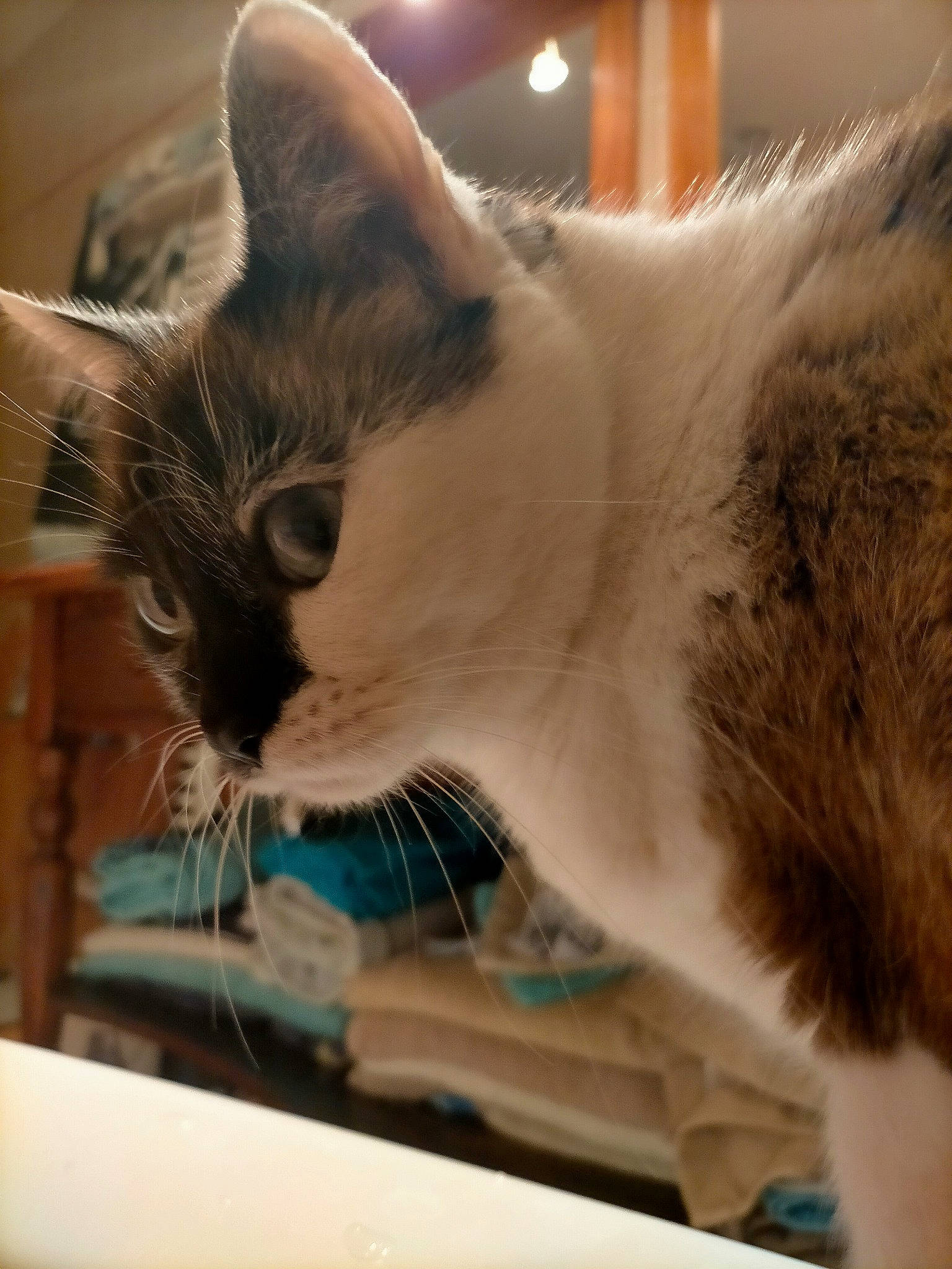 Heden a rejoint le concours — aidez-le/la à gagner de superbes lots ! beige, carnivore, cat, domestic_short_haired_cat, fawn, felidae, fur, pet_supply, small_to_medium_sized_cats, snout, snowshoe, vertebrate, whiskers