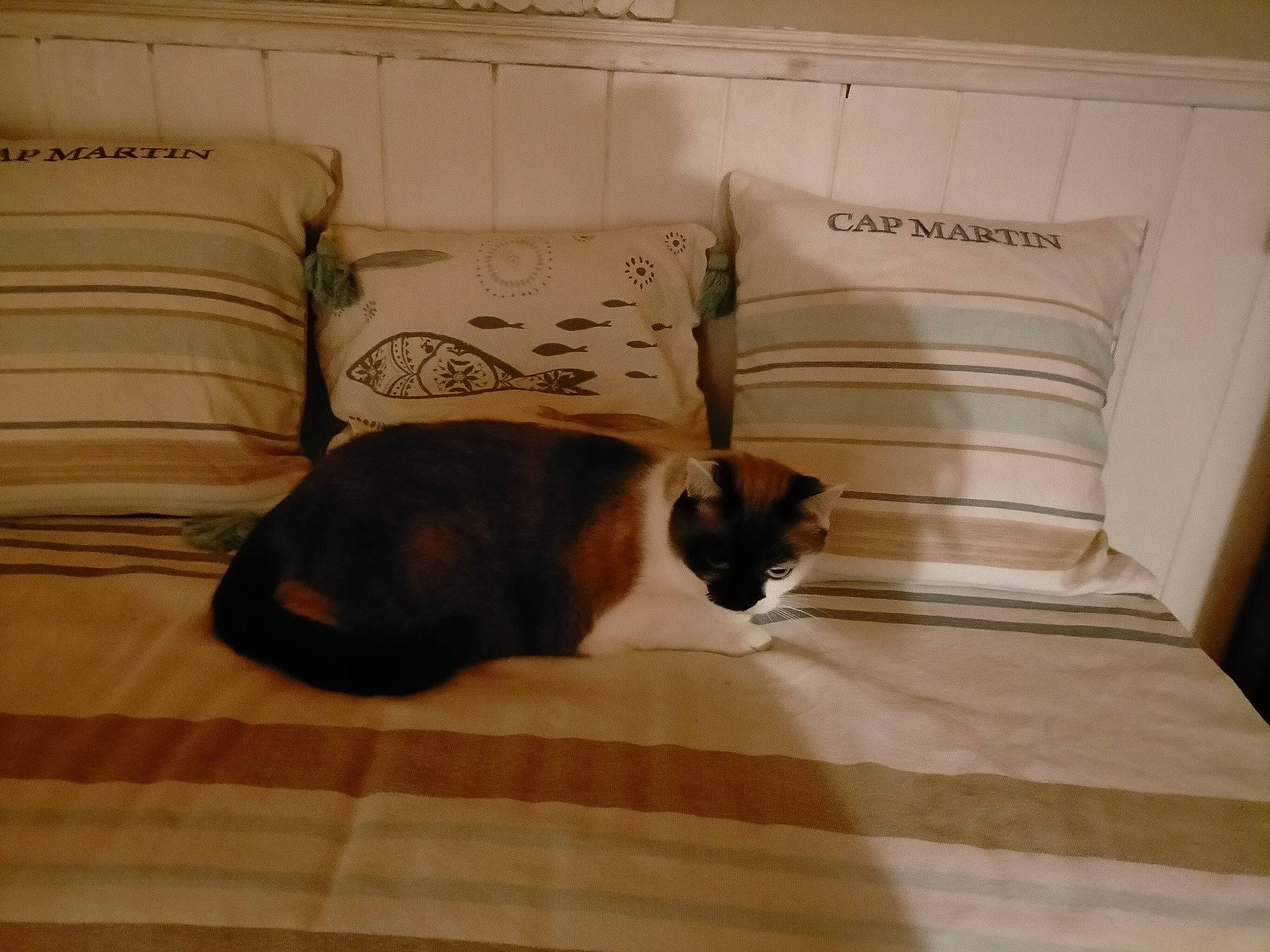 Heden participe au concours pour gagner de l'argent avec cette photo : bedding, beige, brown, carnivore, cat, comfort, cushion, felidae, home, home_accessories, interior_design, linens, living_room, pillow, room, small_to_medium_sized_cats, terrestrial_animal, throw_pillow, wall