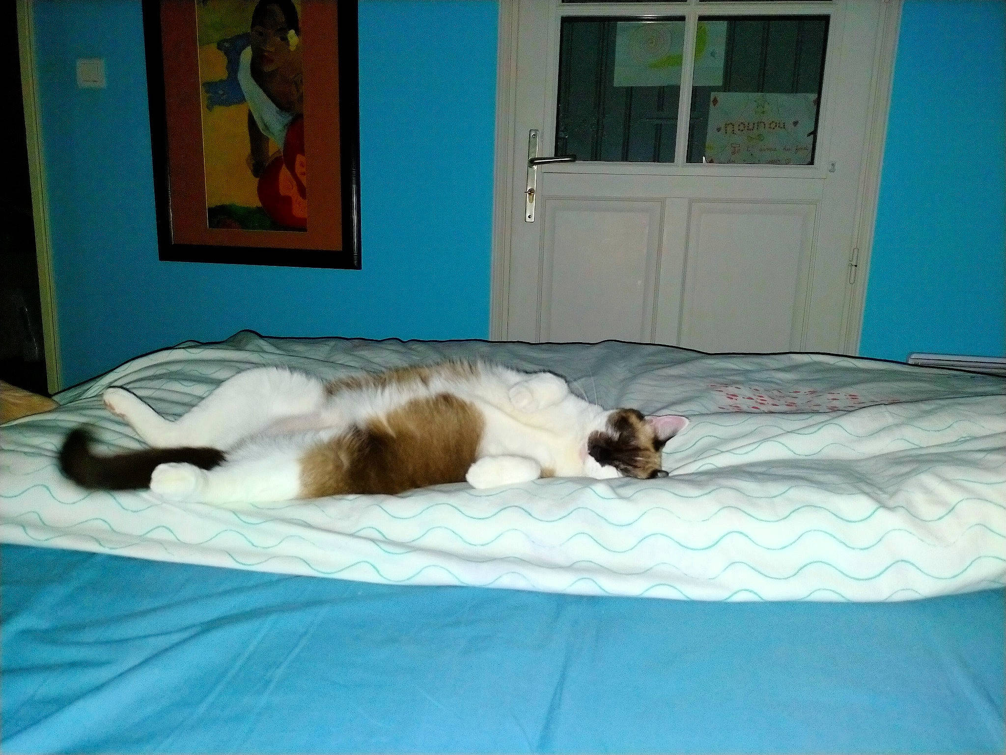 Heden participe au concours pour gagner de l'argent avec cette photo : bed, bedding, carnivore, cat, comfort, door, felidae, fur, home, home_door, linens, nap, paint, picture_frame, room, small_to_medium_sized_cats, tail, teal, vertebrate, whiskers