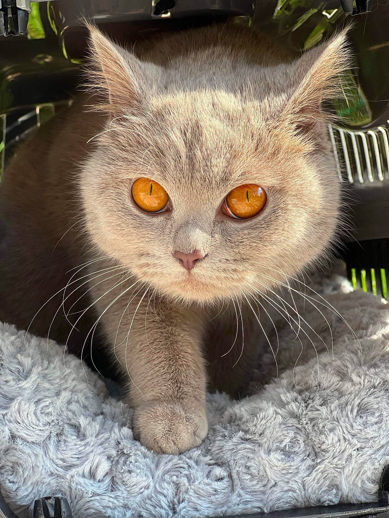 Nala a rejoint le concours — aidez-le/la à gagner de superbes lots ! carnivore, cat, cat_supply, domestic_short_haired_cat, fawn, felidae, fur, internet_meme, paw, photo_caption, small_to_medium_sized_cats, snout, tail, whiskers, window