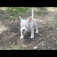 Stormy joined the competition — help win amazing prizes! animal, canine, cute, daytime, dirt, dog, ears, grass, ground, nature, outdoor, pet, puppy, small, standing, sunlight, tail, walking, white, young