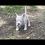 animal, canine, cute, daytime, dirt, dog, ears, grass, ground, nature, outdoor, pet, puppy, small, standing, sunlight, tail, walking, white, young