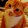 Bieber is registered to the contest to win money with this photo: cat, orange_cat, white_fur, close_up, indoor, pet, animal, curious, feline, whiskers, ears, eyes, soft_light, bed, furniture, domestic, cute, fluffy, portrait, cozy