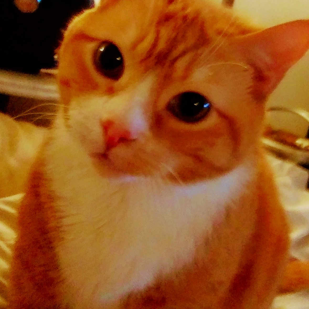 Bieber is registered to the contest to win money with this photo: animal, bed, cat, close_up, cozy, curious, cute, domestic, ears, eyes, feline, fluffy, furniture, indoor, orange_cat, pet, portrait, soft_light, whiskers, white_fur