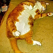 Bieber joined the competition — help win amazing prizes! cat, orange_cat, white_fur, sleeping, couch, indoor, pet, feline, relaxed, cozy, fluffy, tail, paw, fur, domestic_animal, resting, cute, home, animal, mammal