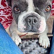 Milka joined the competition — help win amazing prizes! animal, black_and_white, brown_eyes, canine, close_up, companionship, curious, dog, fur, indoor, jeans, legs, looking_up, nose, patterned_background, paws, pet, red_and_white, snout, whiskers