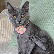 Azel a rejoint le concours — aidez-le/la à gagner de superbes lots ! cat, gray_cat, amber_eyes, flower_collar, pet, cute, indoor, couch, pillows, cozy, feline, sitting, whiskers, soft_fur, relaxed, domestic_animal, close_up, portrait, home, comfortable
