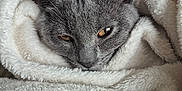 Azel a rejoint le concours — aidez-le/la à gagner de superbes lots ! animal, blanket, cat, closeup, comfort, cozy, cute, fluffy, fur, gray_cat, home, indoor, pet, relaxed, resting, sleepy, snug, soft_texture, warm, wrapped