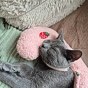 Azel participe au concours pour gagner de l'argent avec cette photo : animal, cat, closeup, comfort, cozy, cushion, cute, feline, fur, gray_cat, green_blanket, indoor, nap, pet, pink_pillow, relaxation, resting, sleeping, soft_texture, strawberry_embroidery