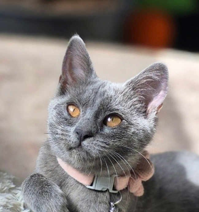 Azel a rejoint le concours — aidez-le/la à gagner de superbes lots ! cat, gray_cat, pet, animal, collar, whiskers, fur, amber_eyes, close_up, portrait, relaxed, domestic_cat, cute, indoor, soft_light, feline, curious, pink_collar, resting, mammal