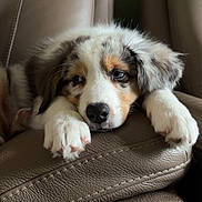 Baika a rejoint le concours — aidez-le/la à gagner de superbes lots ! puppy, dog, leather_chair, resting, sleepy, fluffy, cute, pet, indoor, closeup, fur, paw, relaxed, animal, companion, adorable, face, home, cozy, soft_light