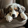 puppy, dog, leather_chair, resting, sleepy, fluffy, cute, pet, indoor, closeup, fur, paw, relaxed, animal, companion, adorable, face, home, cozy, soft_light