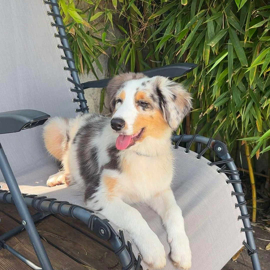 Baika a rejoint le concours — aidez-le/la à gagner de superbes lots ! dog, puppy, outdoor_chair, relaxing, sunlight, greenery, bamboo, wooden_floor, pet, happy, tongue_out, summer, resting, animal, canine, nature, leisure, sunny, fur, portrait