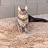 Samson is registered to the contest to win money with this photo: cat, tabby_cat, animal, pet, outdoor, feline, dusty_ground, concrete_wall, alert, sitting, fur, whiskers, tail, ears, eyes, stripes, nature, daylight, mammal, closeup