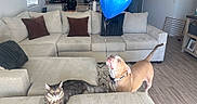 Samson is registered to the contest to win money with this photo: balloon, blinds, cat, couch, curious, dog, domestic_animals, floor, furniture, indoor, kitchen, living_room, person, pet, pillow, refrigerator, relaxed, table, window, wood_floor