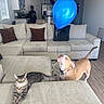 Samson is registered to the contest to win money with this photo: dog, cat, balloon, living_room, couch, pillow, person, kitchen, floor, window, blinds, refrigerator, table, wood_floor, indoor, pet, domestic_animals, curious, relaxed, furniture