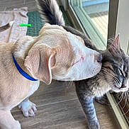 Samson joined the competition — help win amazing prizes! puppy, dog, cat, pet, animal, indoor, floor, collar, window, glass_door, fur, whiskers, tail, snout, paw, closeup, friendship, cute, domestic, companions