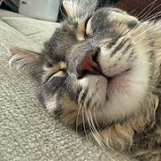Samson is registered to the contest to win money with this photo: animal, blanket, cat, close_up, cozy, cute, ears, face, fur, indoors, mammal, nose, peaceful, pet, relaxation, resting, sleeping, tabby, texture, whiskers