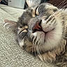 cat, tabby, sleeping, close_up, whiskers, fur, pet, relaxation, indoors, blanket, texture, animal, mammal, cute, face, nose, ears, peaceful, cozy, resting
