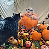 Amira is registered to the contest to win money with this photo: baby, child, infant, cat, black_cat, pumpkin, autumn, halloween, costume, headband, orange, apples, leaves, harvest, portrait, indoor, sitting, animal, striped_socks, seasonal_decor