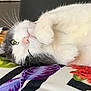 animal, blanket, cat, close_up, cozy, cute, floral_pattern, fluffy, fur, gray, green_eye, indoor, lying_down, paws, pet, relaxed, resting, soft, whiskers, white