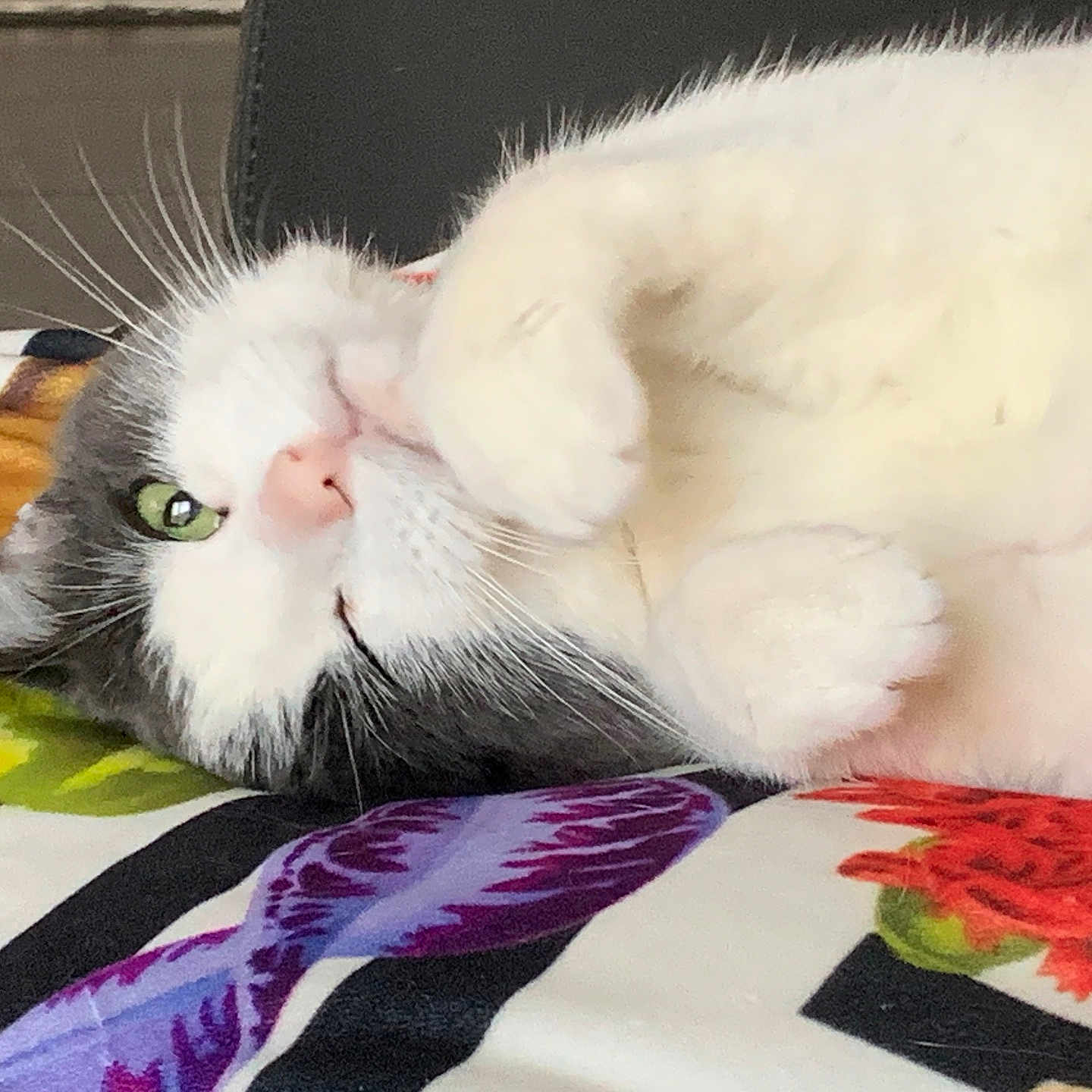 Lily participe au concours pour gagner de l'argent avec cette photo : animal, blanket, cat, close_up, cozy, cute, floral_pattern, fluffy, fur, gray, green_eye, indoor, lying_down, paws, pet, relaxed, resting, soft, whiskers, white