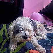 Gus is registered to the contest to win money with this photo: animal, bed, blanket, canine, colorful, comfort, cozy, curly_hair, cute, dog, domestic, fur, indoor, laying_down, pet, pink_wall, relaxation, resting, sleepy, soft_toys