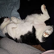 Milo participe au concours pour gagner de l'argent avec cette photo : asian, canidae, carnivore, cat, claw, ear, felidae, fur, paw, polydactyl_cat, small_to_medium_sized_cats, tail, whiskers