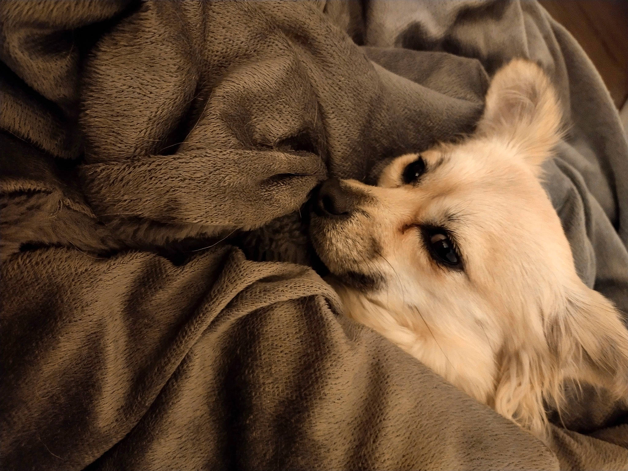 Plume participe au concours pour gagner de l'argent avec cette photo : canidae, carnivore, comfort, companion_dog, dog, dog_breed, fawn, fur, linens, monochrome, monochrome_photography, nap, non_sporting_group, paw, snout, sporting_group, terrestrial_animal, toy_dog, whiskers, working_animal