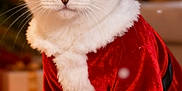 Paco a rejoint le concours — aidez-le/la à gagner de superbes lots ! animal, belt, cat, christmas_tree, cozy, cute, decorations, festive, fur, holiday, indoor, lights, paws, pet, red_costume, santa_claus_costume, seasonal, tablet, whiskers, white_fur_trim