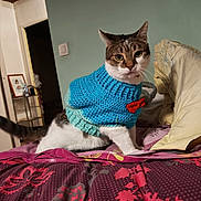 Paco a rejoint le concours — aidez-le/la à gagner de superbes lots ! animal, bedspread, blue_sweater, cat, close_up, cozy_room, curious, doorway, furniture, household_items, indoor, knitted_sweater, looking, pet, pillow, red_bow, striped_fur, tabby_cat, wall, white_fur