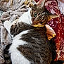 Paco participe au concours pour gagner de l'argent avec cette photo : animal, bed, blanket, cat, close_up, cozy, curious, cute, ears, feline, fur, green_eyes, indoor, patterned_fabric, pet, relaxed, resting, soft_texture, tabby, whiskers