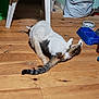 Paco participe au concours pour gagner de l'argent avec cette photo : animal, blanket, brown, cat, chair, curled, domestic, flooring, fur, grooming, household, indoor, pet, pet_bowl, plastic_bag, relaxed, tabby, tail, white, wooden_floor